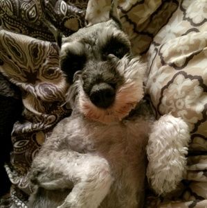 Meet your Posher, Shelby